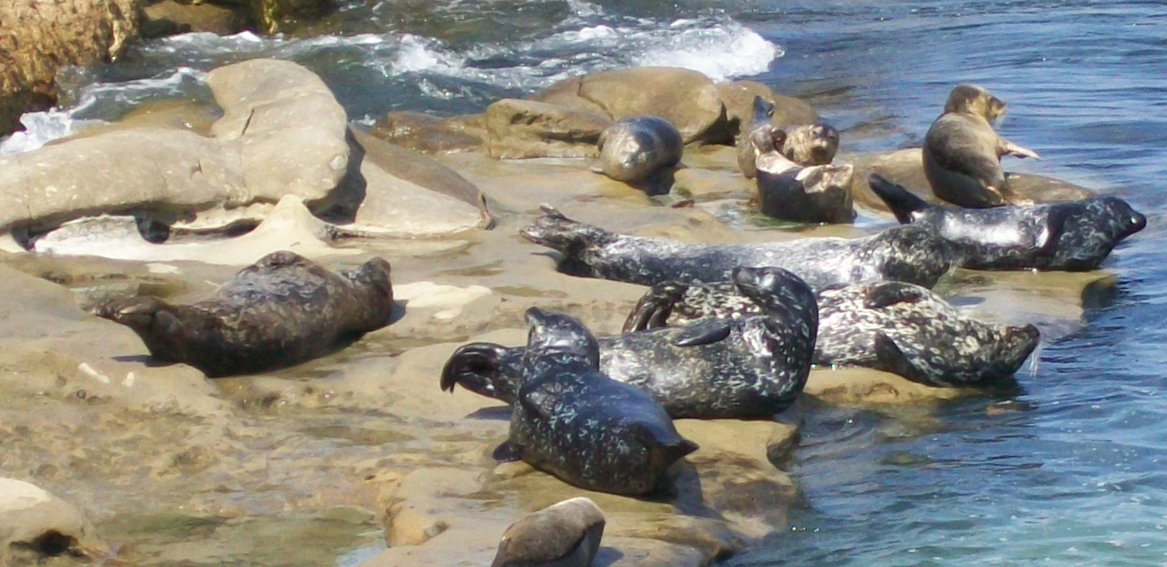 Sea_lions_at_la_jolla_cove top 10 places to visit in California